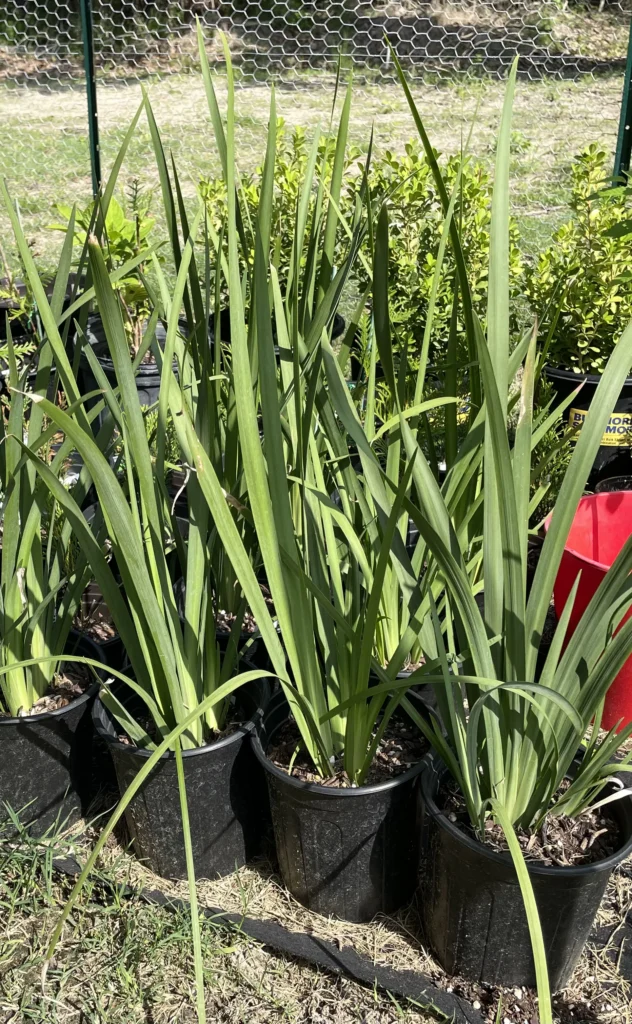 Potted African Iris plants (Dietes iridioides) at Petal Pusher Nursery