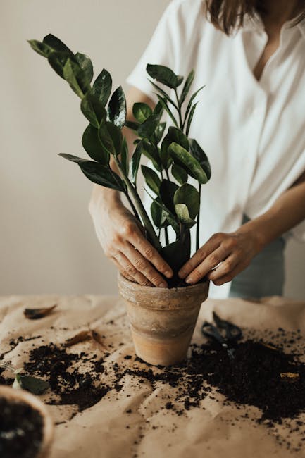 A close-up of a gardener’s hands carefully tending to a healthy ZZ Plant in a terra cotta pot, with fresh soil scattered on a wooden potting bench.