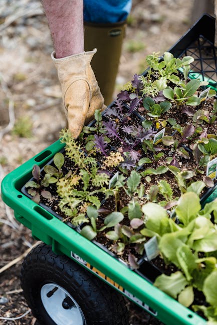 Fresh Vegetable Starts Alternative Text: A close-up of a green garden wagon filled with trays of healthy vegetable starts, including red leaf lettuce and kale, being moved by a gardener in protective gloves.