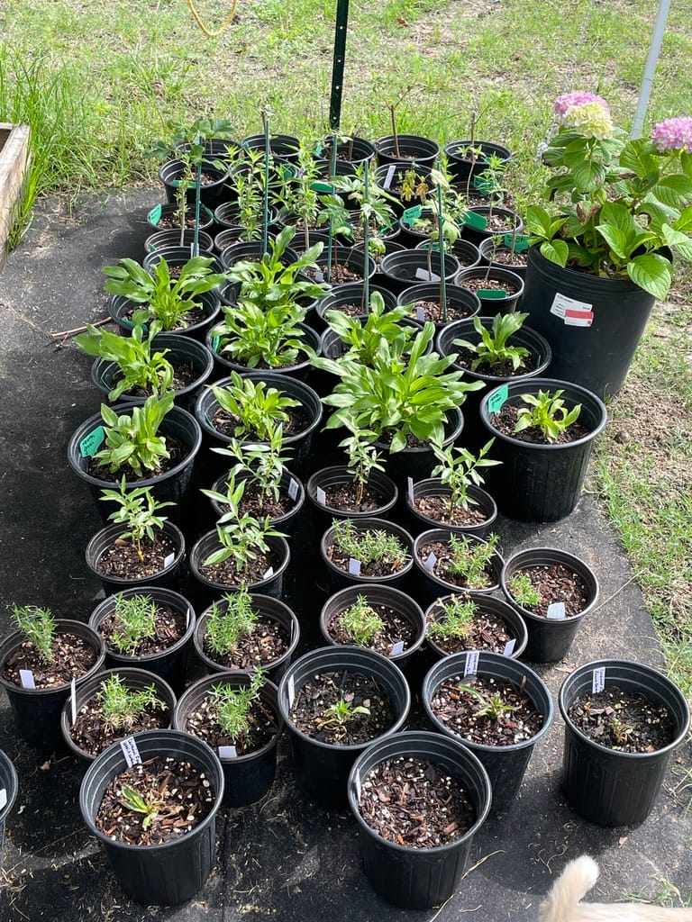 A collection of potted plants at Petal Pusher Nursery, including flowering pink Hydrangeas, upright Rosemary, and various young perennial starts.