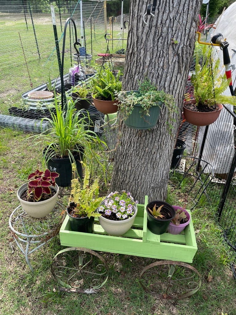 A green decorative garden cart filled with potted flowers like Coleus and Bacopa, positioned next to a tree with hanging ferns and Citronella grass.