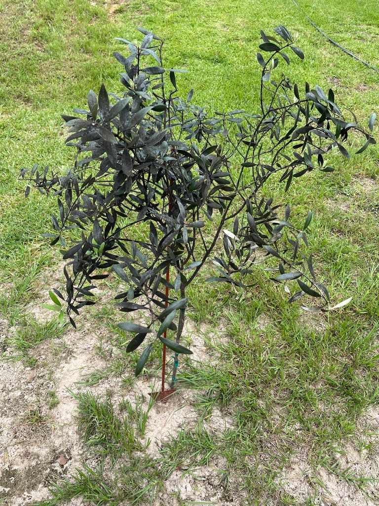 A young Olive tree with slender, silvery-green leaves planted in the ground at the Petal Pusher backyard nursery.