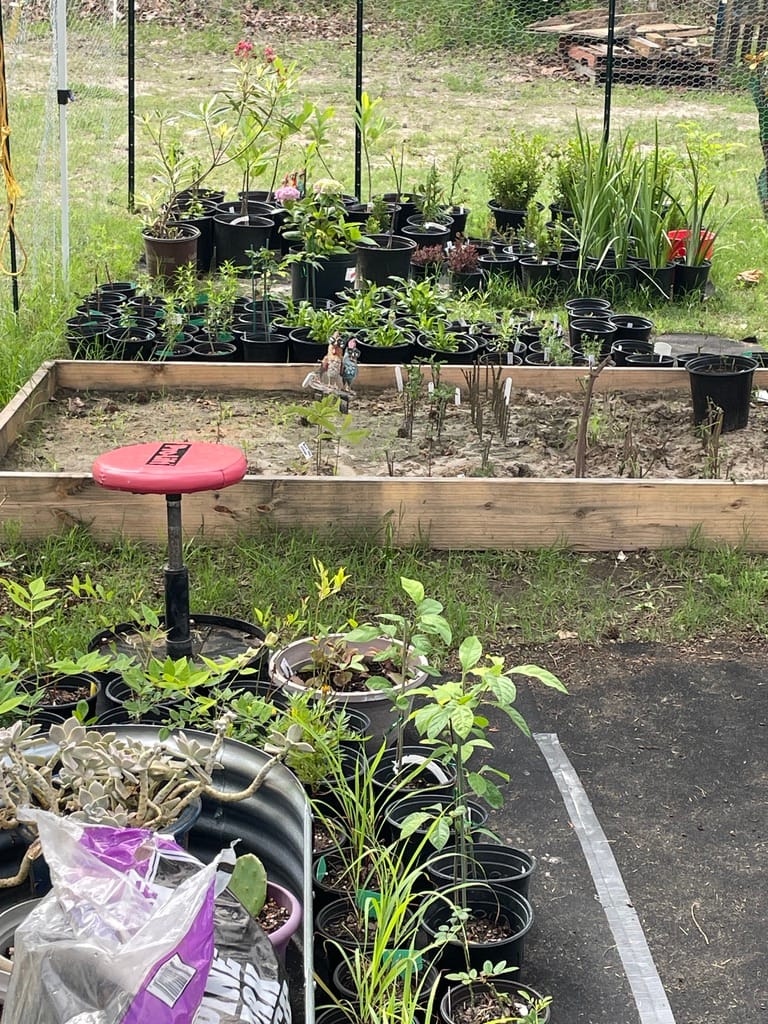 An outdoor nursery area at Petal Pusher featuring wooden raised garden beds and rows of black nursery pots containing various perennial plants.