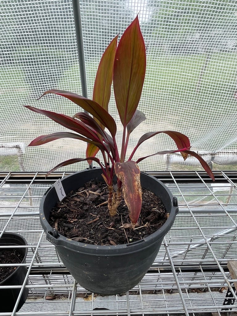 A young Ti Plant (Cordyline) with vibrant burgundy and deep red leaves in a black nursery pot, set on a greenhouse rack.