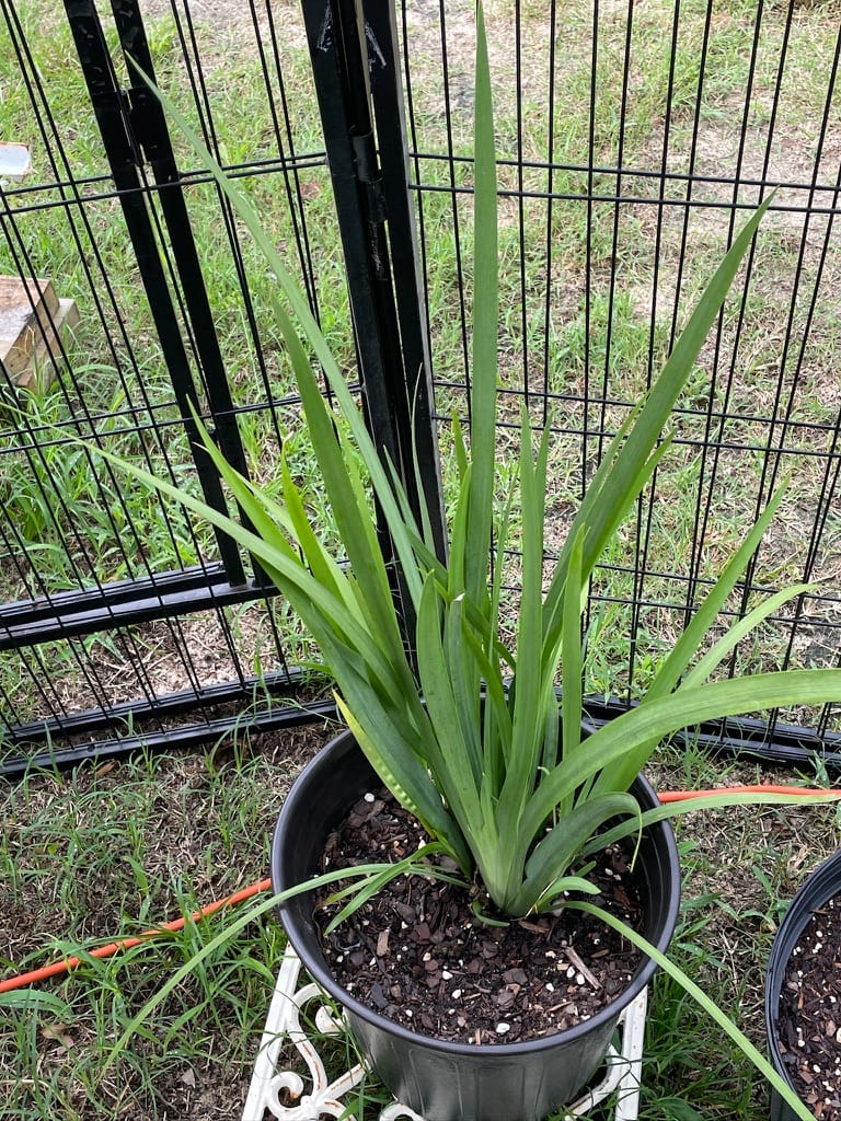 A healthy White African Iris plant with tall, sword-shaped green leaves in a black nursery pot, set against a garden fence.