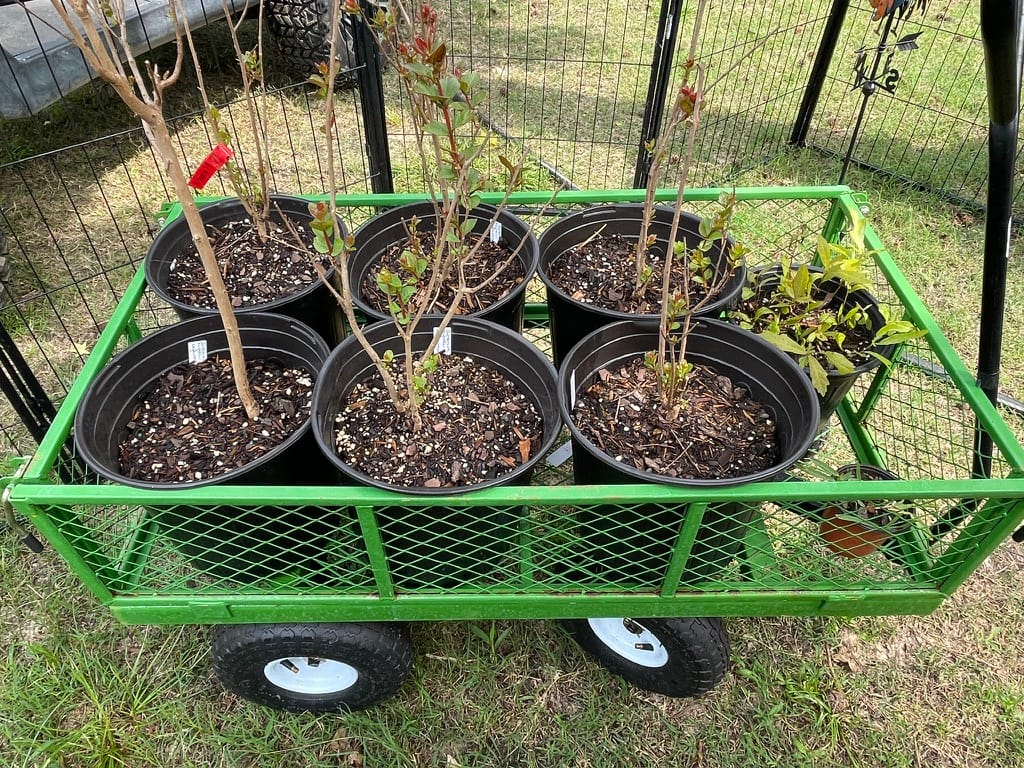 A green garden wagon filled with various potted blueberry plants, including Chandler and Highbush varieties, at Petal Pusher Nursery.