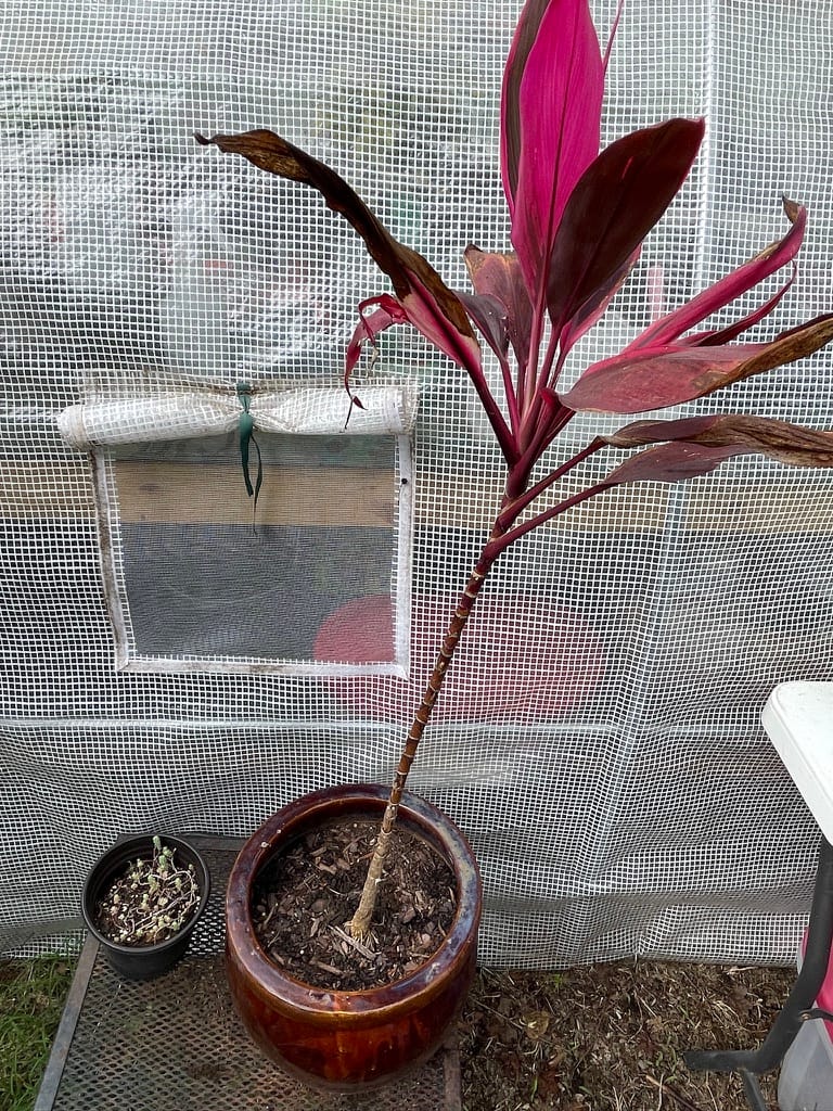 A tall Ti Plant with striking red and burgundy leaves planted in a brown glazed ceramic pot inside a greenhouse.