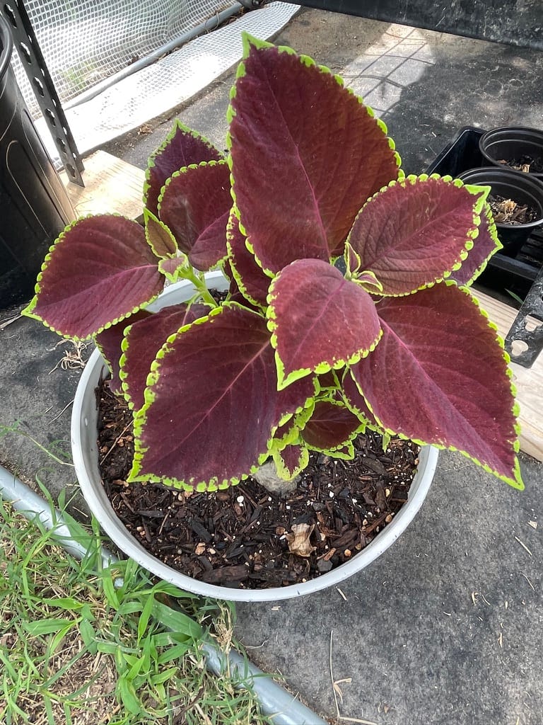 A vibrant Coleus plant in a white nursery pot, featuring deep burgundy leaves with a bright neon green scalloped edge.