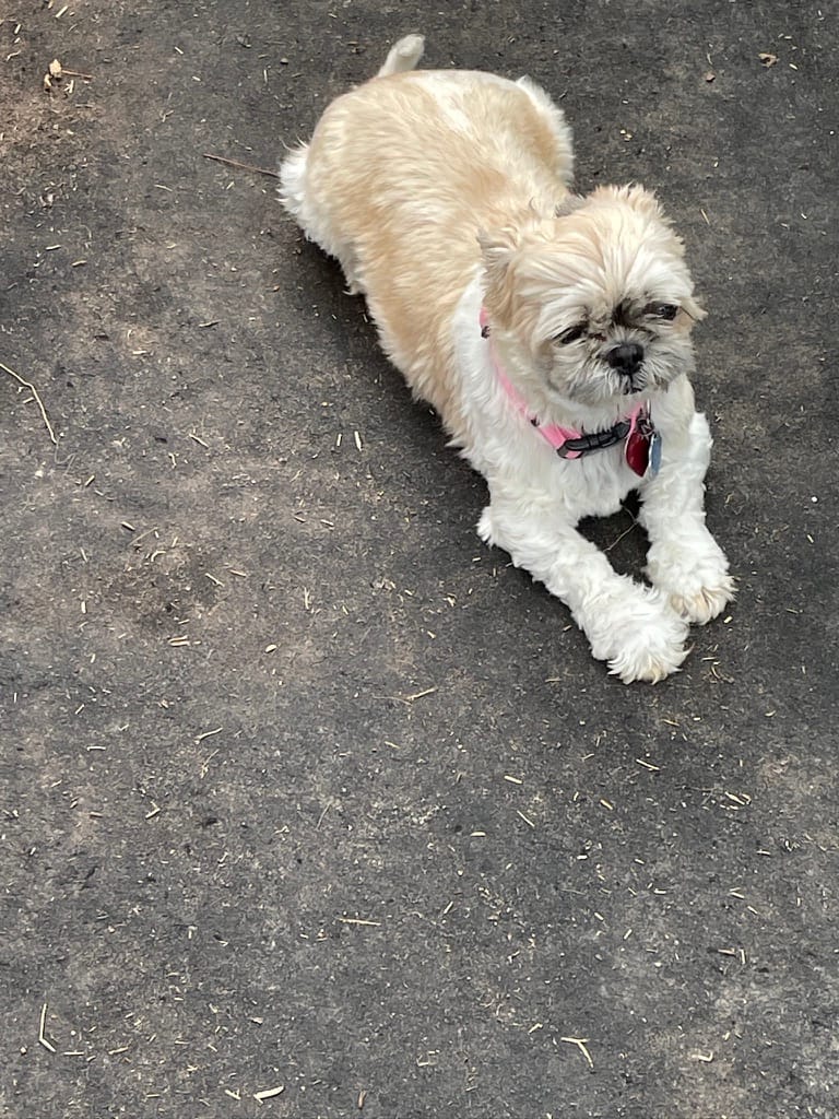 A small, fluffy tan and white Shih-Tzu (the nursery mascot) resting on the ground at Petal Pusher Nursery.