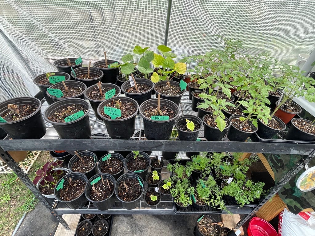 A multi-level nursery rack inside a greenhouse filled with various potted starts, including Hydrangea cuttings and young Tomato plants.
