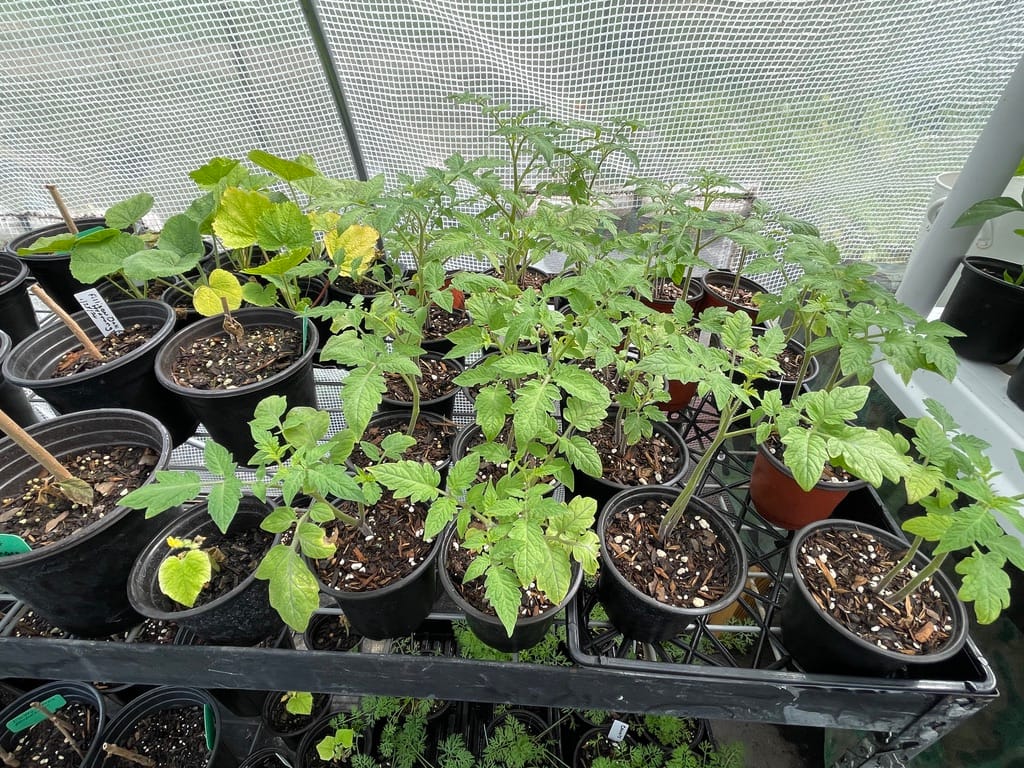 A healthy Mr. Stripey heirloom tomato seedling in a black nursery pot with vibrant green leaves, growing in a greenhouse tray.