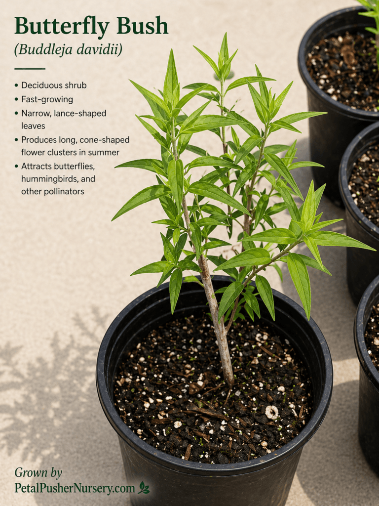 A young Butterfly Bush plant in a black nursery pot, showing upright stems with narrow, lance-shaped green leaves.