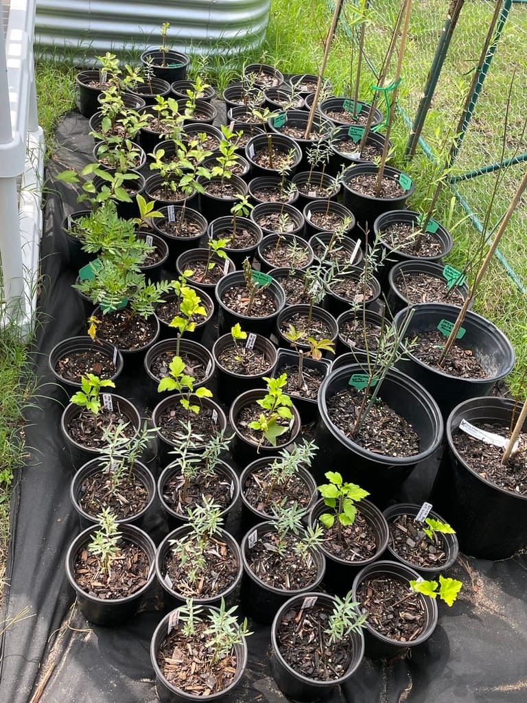 A variety of young potted plants at Petal Pusher Nursery, including Moringa seedlings, Elderberry starts, and aromatic Rosemary.