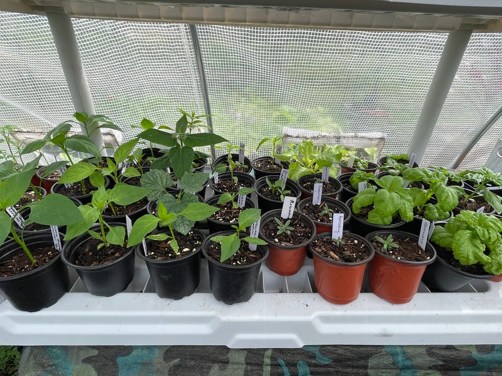 A greenhouse tray filled with various young potted seedlings, including upright Rosemary and lush green Basil starts.