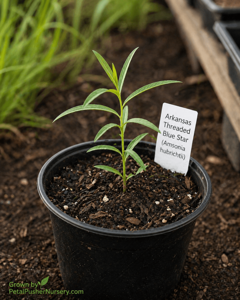 A young Arkansas Threaded Blue Star plant in a black nursery pot, featuring slender, needle-like green leaves and a variety identification stake.