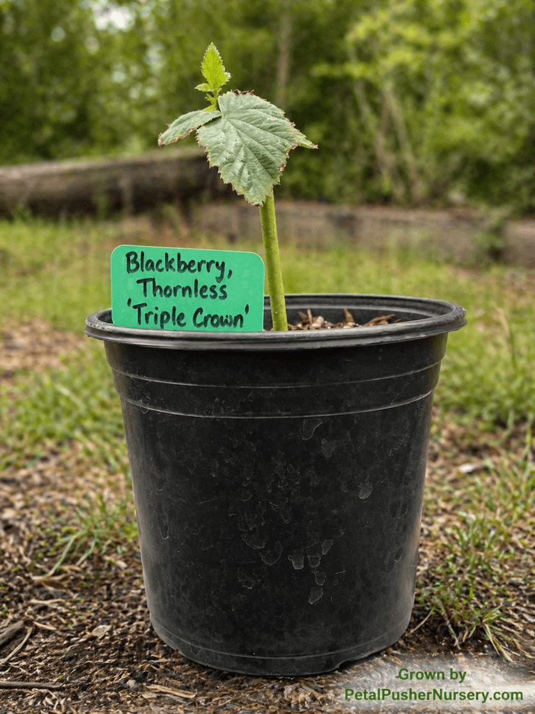 Triple Crown’ (Rubus) Alternative Text: A young Triple Crown Thornless Blackberry plant in a black nursery pot, featuring a single upright cane with fresh green leaves and a variety label.