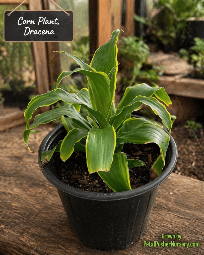 A healthy Corn Plant (Dracaena fragrans) in a black nursery pot, featuring long, arching green leaves with yellow variegated stripes and a variety label.