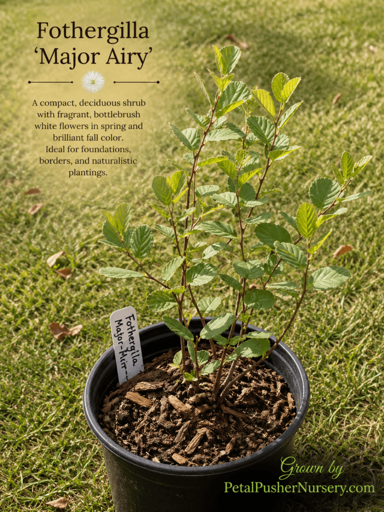 For the Fothergilla ‘Major Airy’ image you are currently editing, here are the fields for your spreadsheet: 🌿 Fothergilla ‘Major Airy’ (Mountain Witch Alder) Alternative Text: A Fothergilla ‘Major Airy’ shrub in a black nursery pot, showing healthy green ribbed leaves and a white variety stake.