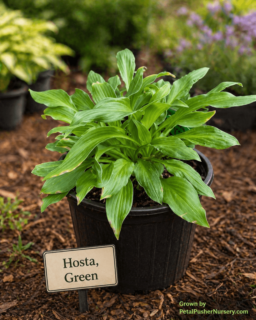 A lush, young Green Hosta plant in a black nursery pot with broad, heart-shaped leaves.
