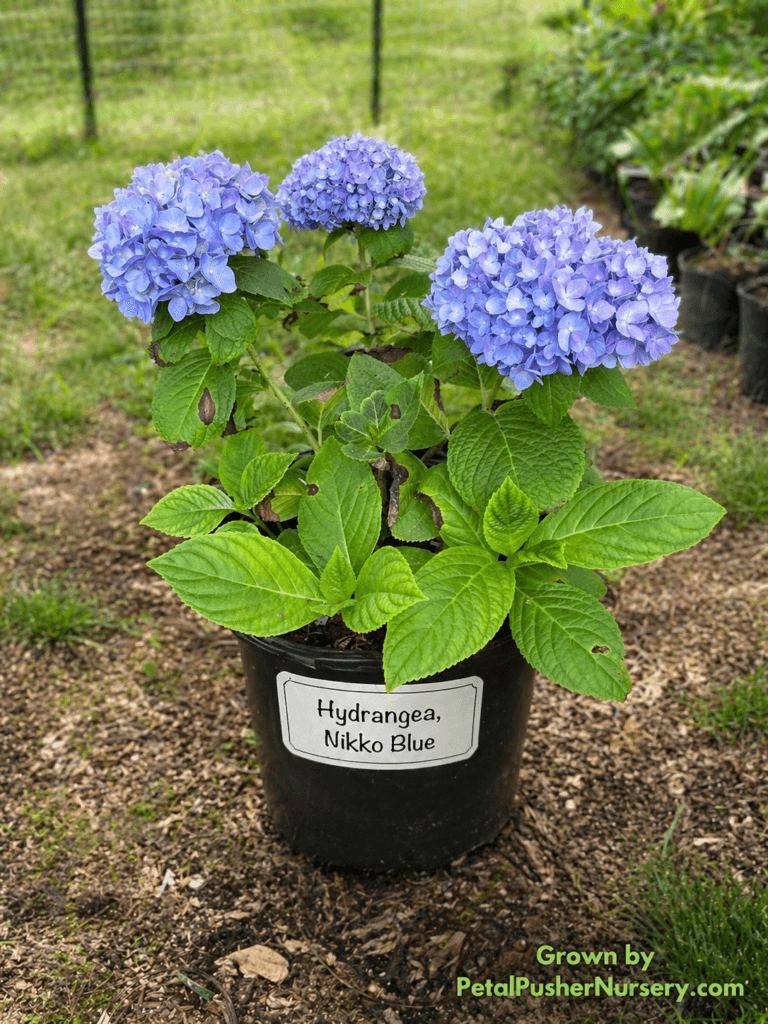 A Nikko Blue Hydrangea bush in a black nursery pot with large, vibrant blue flower clusters and broad green leaves.