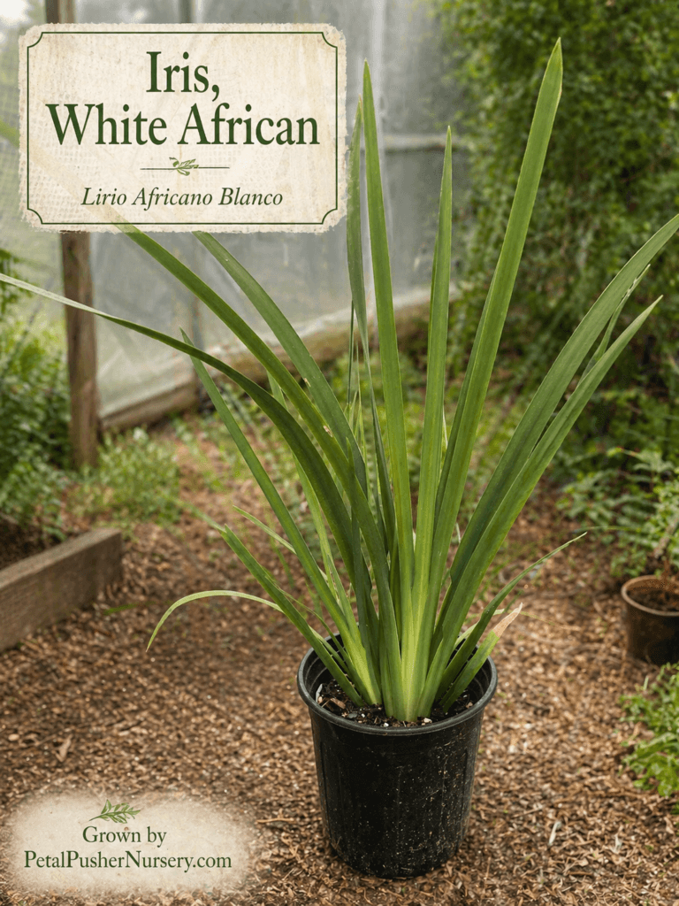 A White African Iris plant in a black nursery pot with long, sword-like green leaves and a vintage-style identification sign.