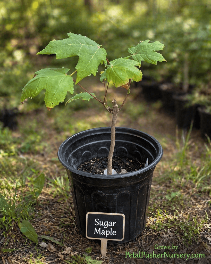 A young Japanese Sugar Maple sapling in a black nursery pot with a "Sugar Maple" wooden stake label in a garden setting.