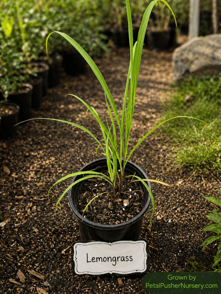 A healthy Lemongrass plant in a black nursery pot with long, slender green blades and a "Lemongrass" variety label.