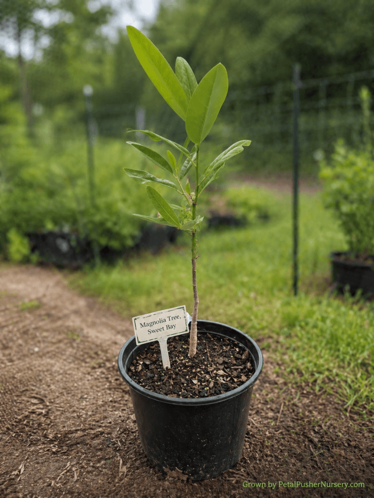 A young Sweet Bay Magnolia sapling in a black nursery pot with vibrant green leaves and a small identification sign