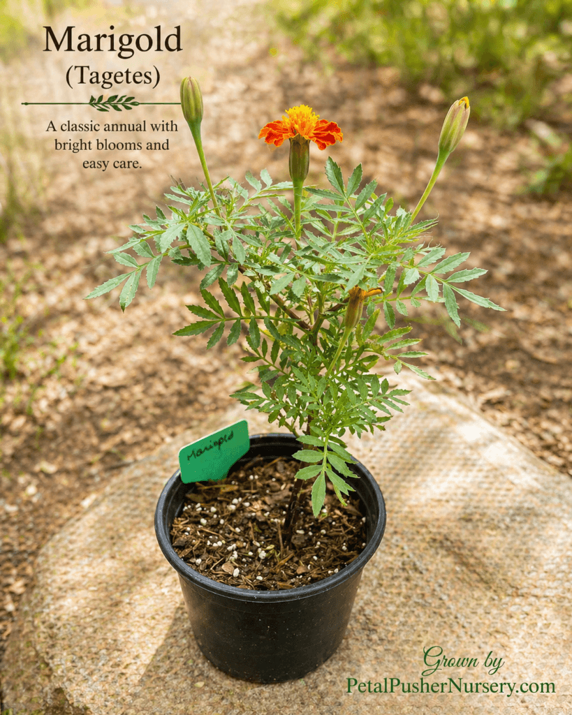 Alternative Text: A vibrant orange Marigold (Tagetes) plant in a black nursery pot with green foliage and unopened flower buds.