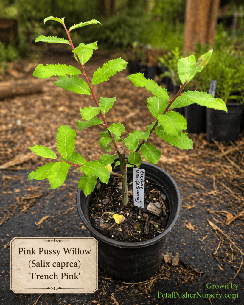 A young Pink Pussy Willow shrub in a black nursery pot with multiple upright branches, green leaves, and a vintage-style identification sign.