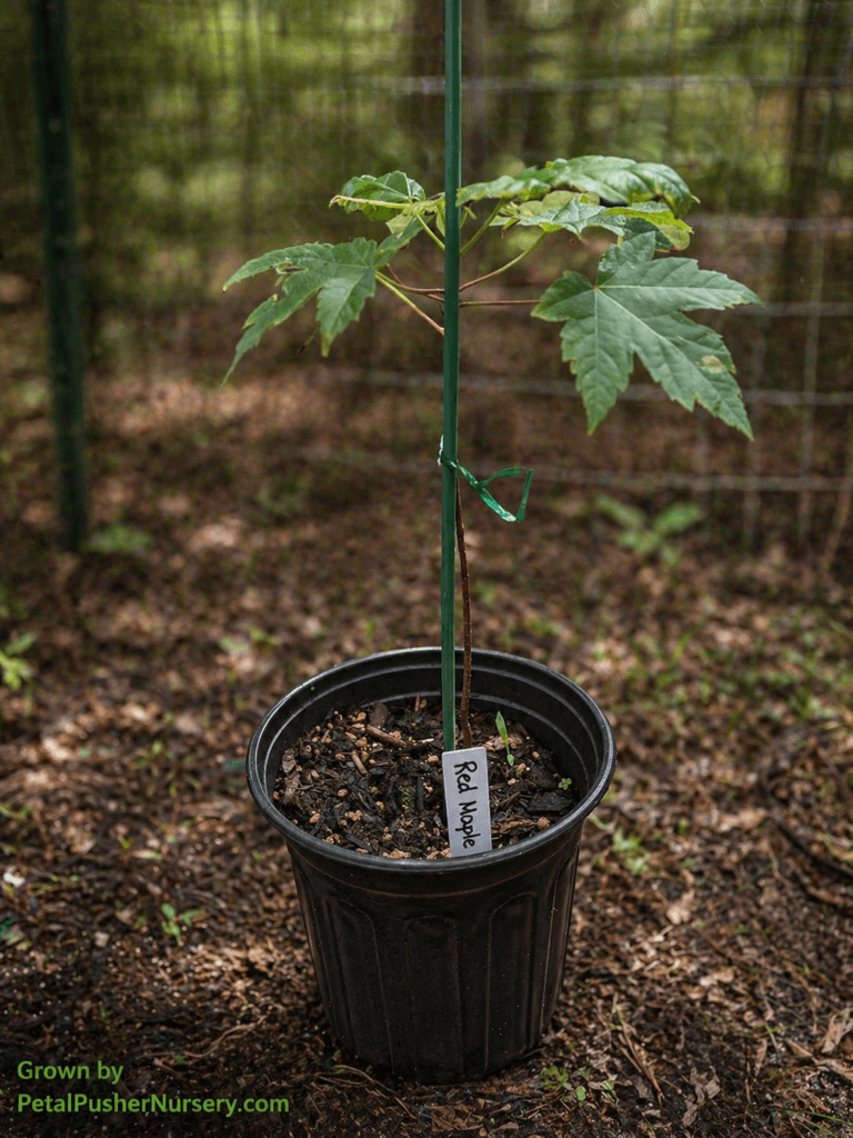 A young Red Maple sapling in a black nursery pot, supported by a green garden stake, with a "Red Maple" identification tag.