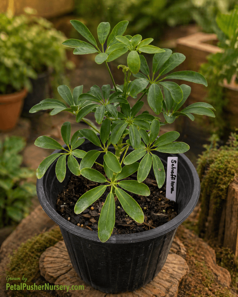 A healthy Schefflera plant in a black nursery pot, showing vibrant green palmate leaves and a white variety label.