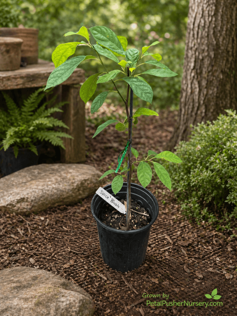 A young Spice Bush shrub in a black nursery pot with a white identification tag and a green support stake.