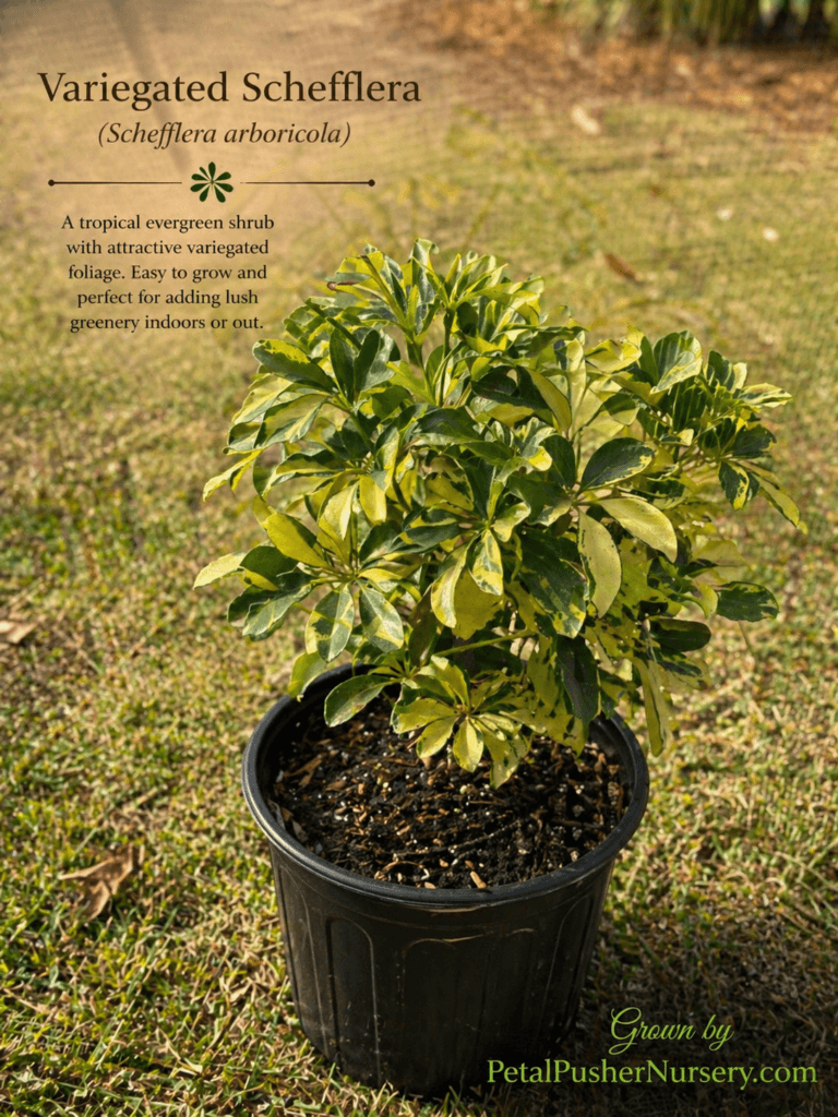 A Variegated Schefflera houseplant in a black nursery pot with umbrella-like clusters of green and yellow-splashed leaves.