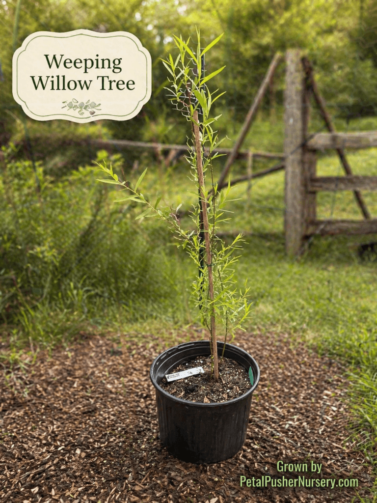 A slender young Weeping Willow sapling in a black nursery pot with narrow green leaves and a "Weeping Willow Tree" identification sign.