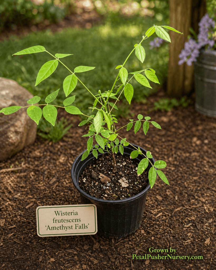 A young Amethyst Falls Wisteria plant in a black nursery pot with vibrant green pinnate leaves and a formal identification sign.